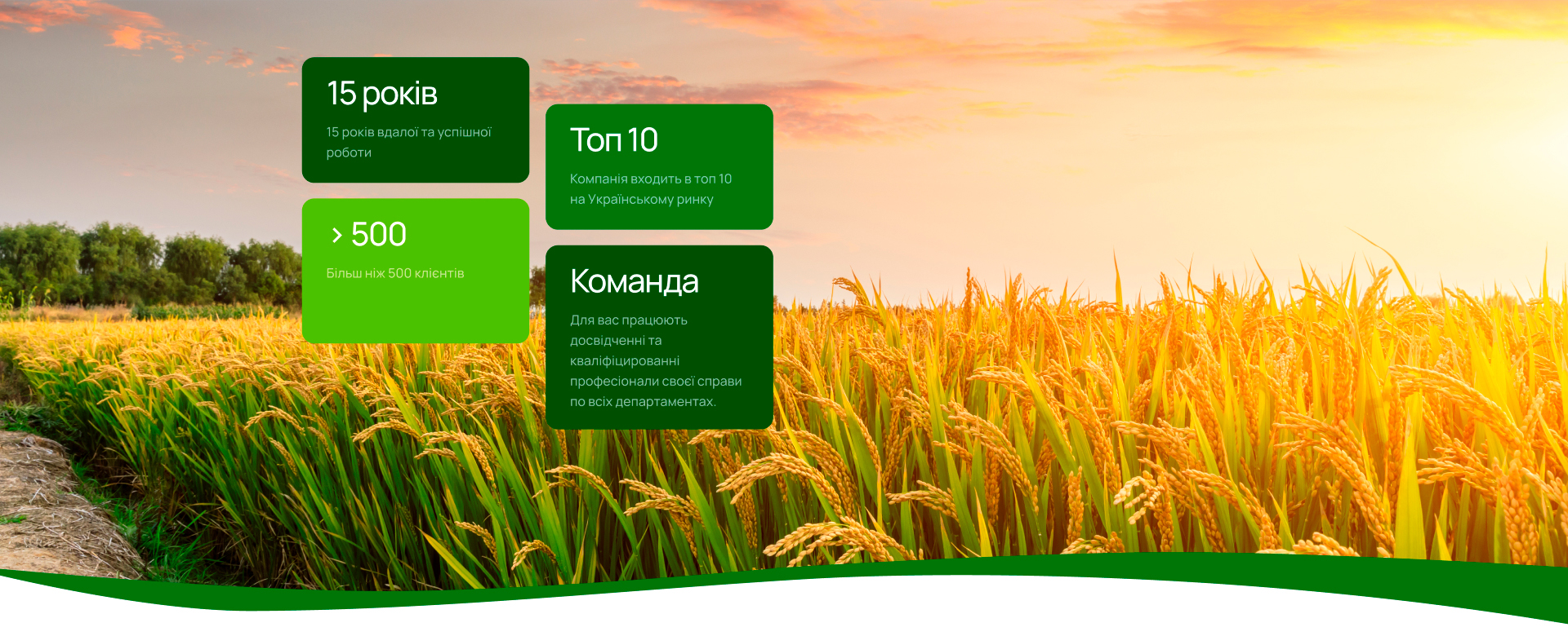 Поле пшениці